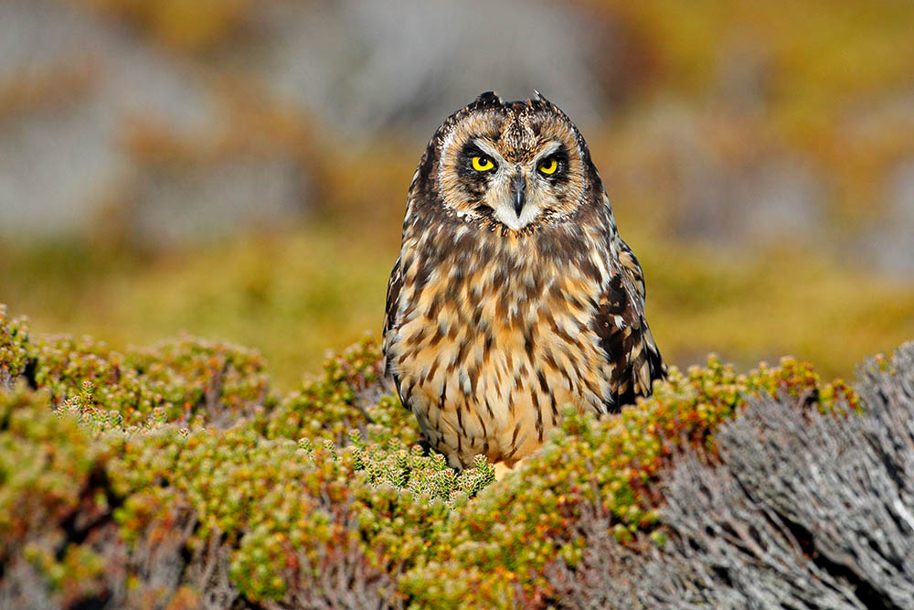 Short-eared Owl, a rare endemic bird from Sea Lion Island, Fakland Islands