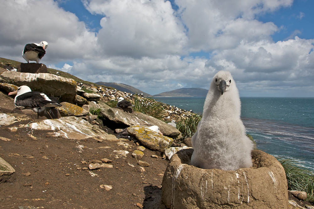 Baby albatross sitting in a nest on the beach in the Falkland Islands