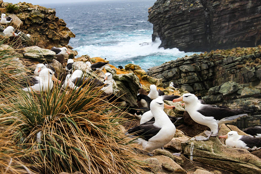 Albatross and Rockhopper penguin rookeries in the Falkland Islands