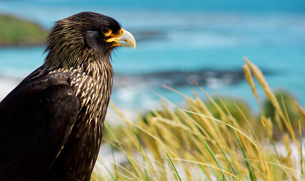 Striated Caracaras on Sea Lion Island in the Falkland Islands