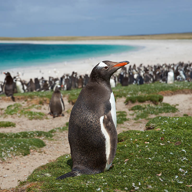 Gentoo Penguins on Bleaker Island in the Falkland Islands