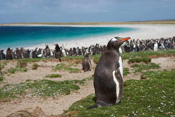 Gentoo Penguins on Bleaker Island in the Falkland Islands