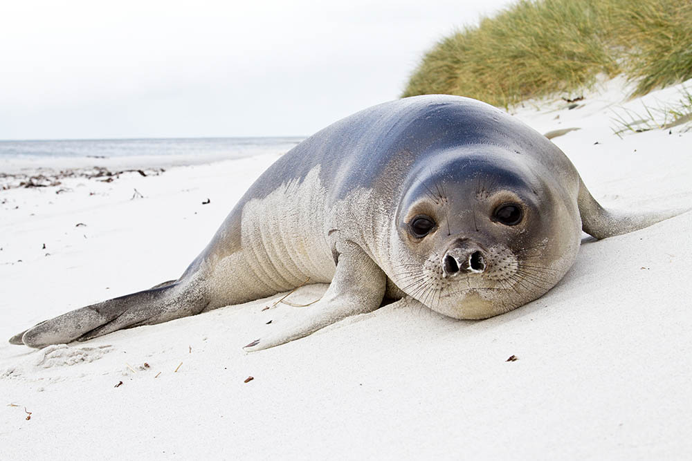 Young Southern Elephant Seal in the Falkland Islands