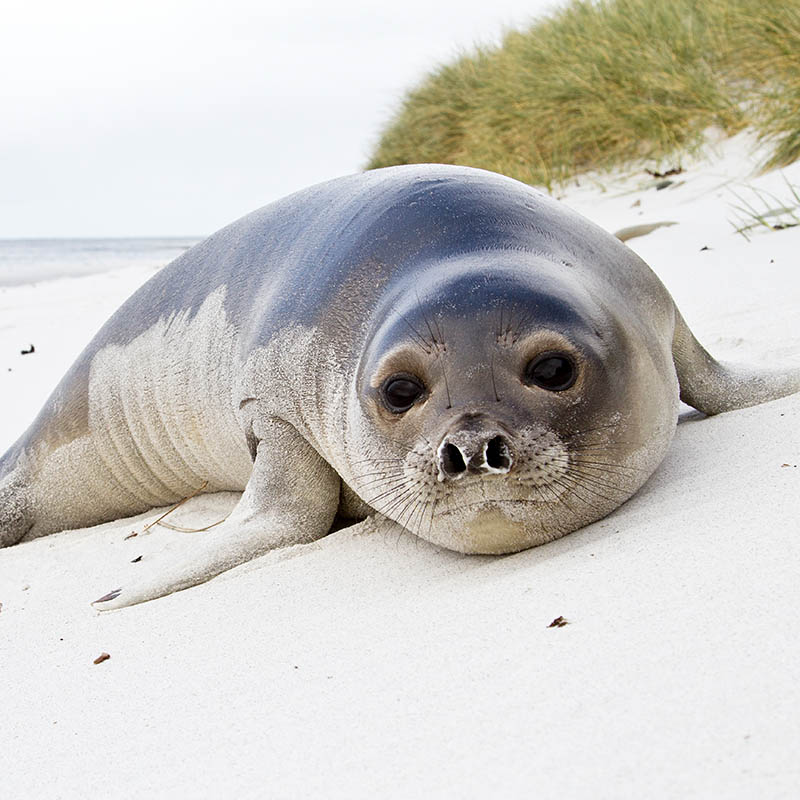 Young Southern Elephant Seal in the Falkland Islands