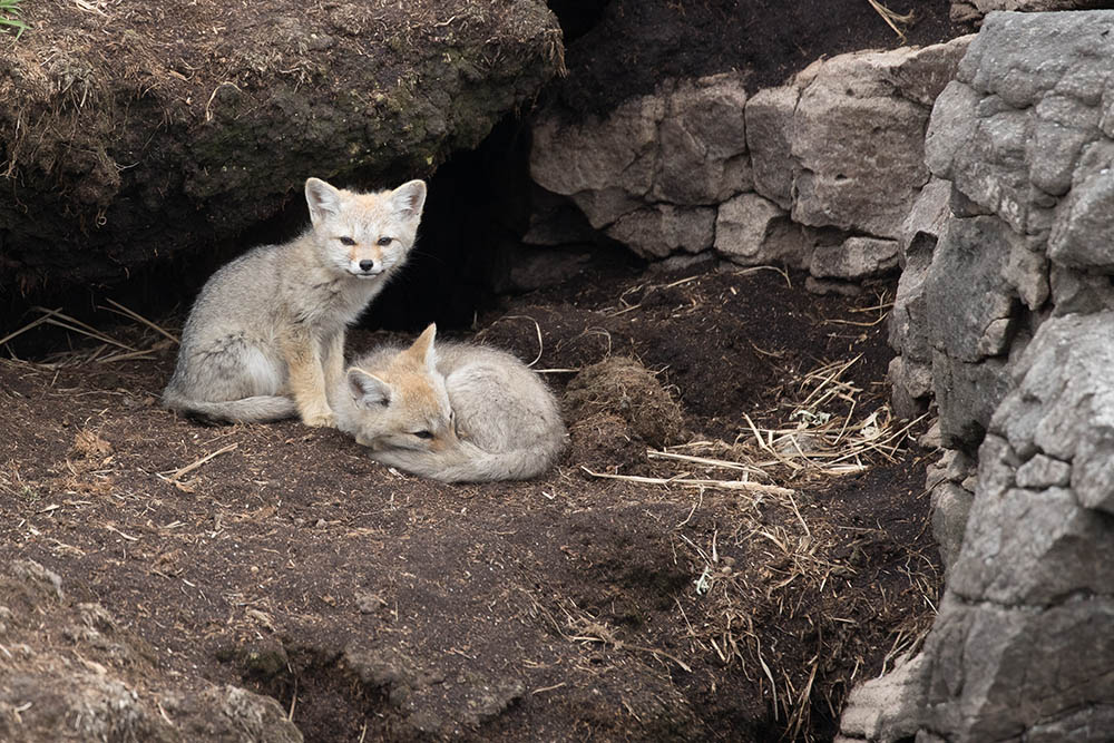 Patagonian Grey fox pups outside their den on Weddell Island in the Falkland Islands