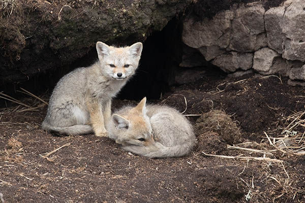 Patagonian Grey fox pups outside their den on Weddell Island in the Falkland Islands