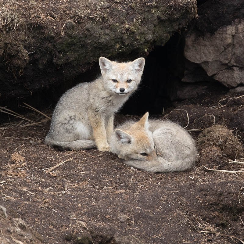 Patagonian Grey fox pups outside their den on Weddell Island in the Falkland Islands