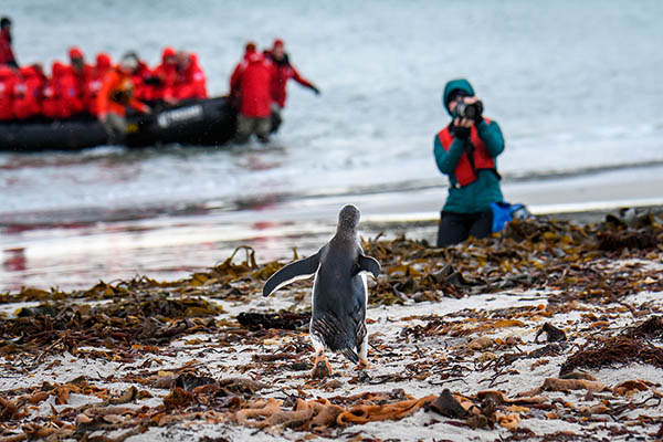 tourist photographing a Gentoo Penguin on the beach on West Falkland Island in the Falkland Islands