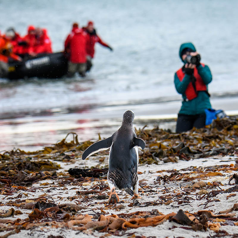 tourist photographing a Gentoo Penguin on the beach on West Falkland Island in the Falkland Islands