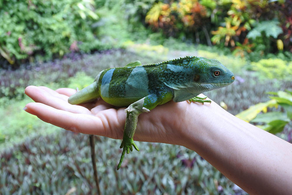 Fiji banded iguana