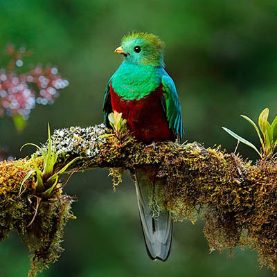 Quetzal, the national bird of Guatemala