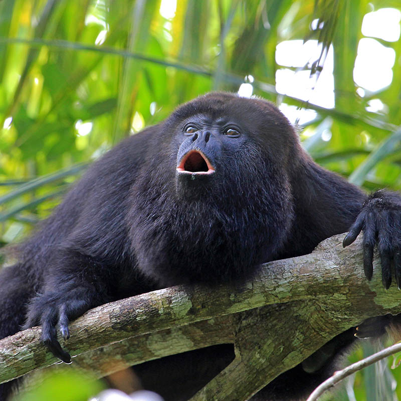 Guatemalan Howler Monkey at Tikal