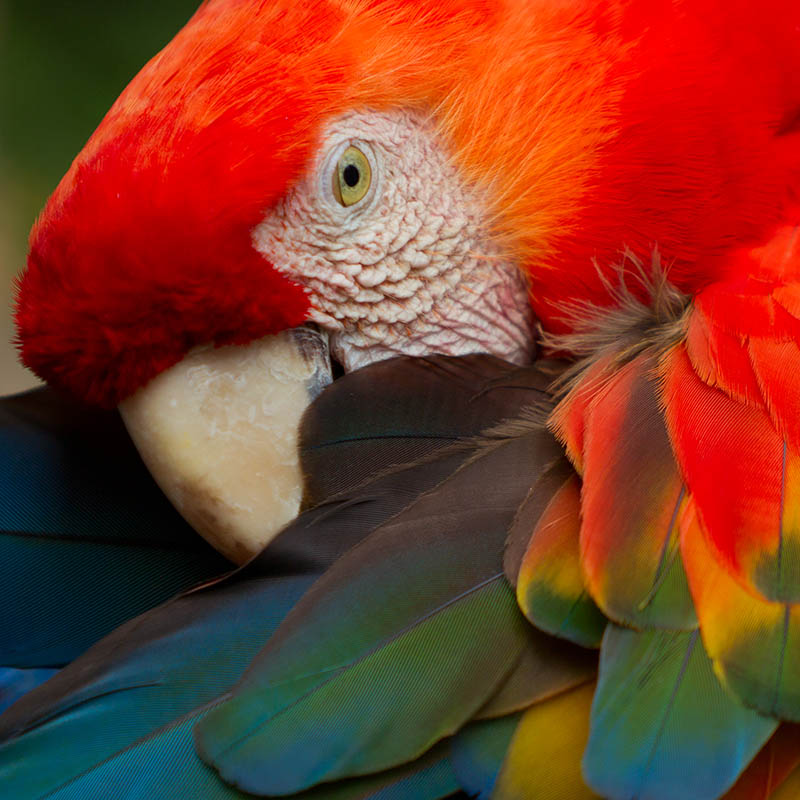 Close-up of a Scarlet Macaw 