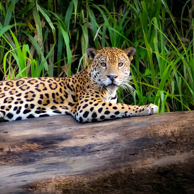 Jaguar resting on a fallen log in Guyana