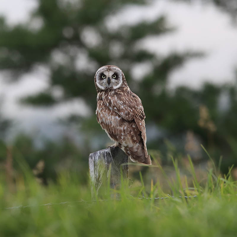 Hawaiian short eared owl Big Island Hawaii