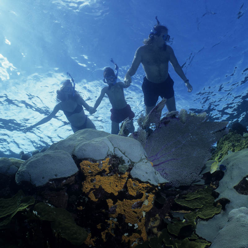 Family snorkelling 