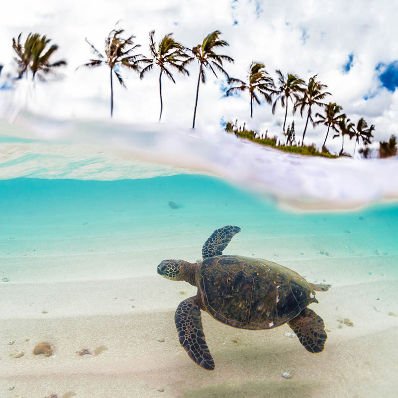 Endangered Hawaiian Green Sea Turtle cruising in the warm waters of the Pacific Ocean on Oahu's North Shore, Hawaii