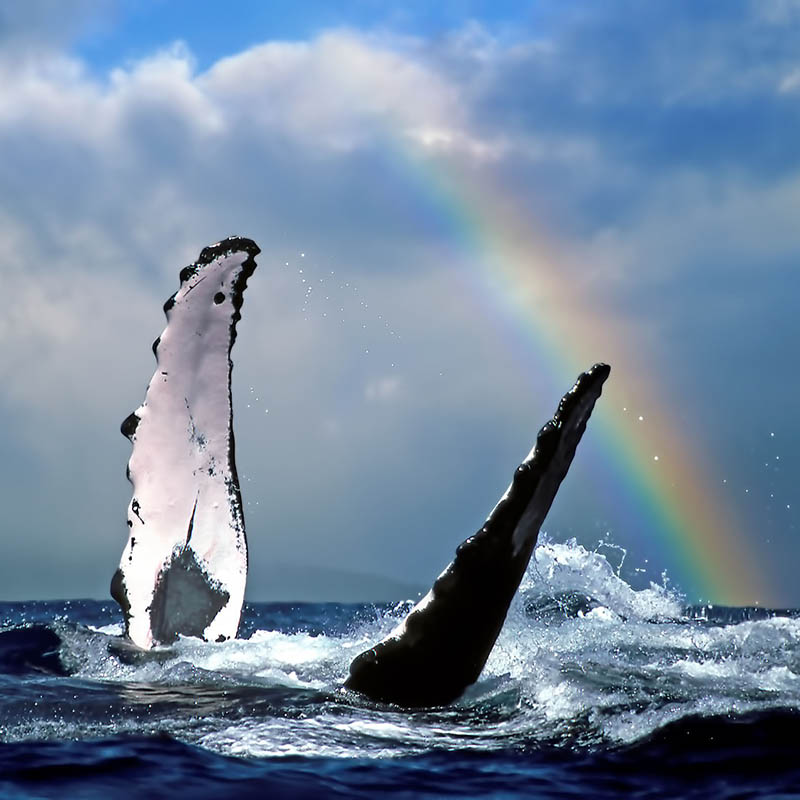 Humpback Whale & Rainbow - Near Lahaina, Maui - Hawaii