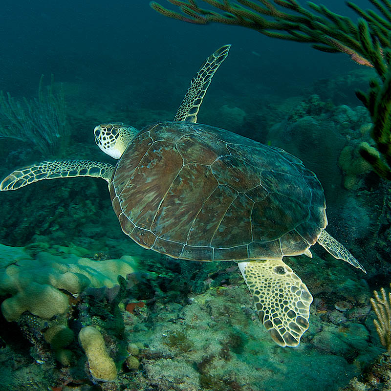 Green Sea Turtle