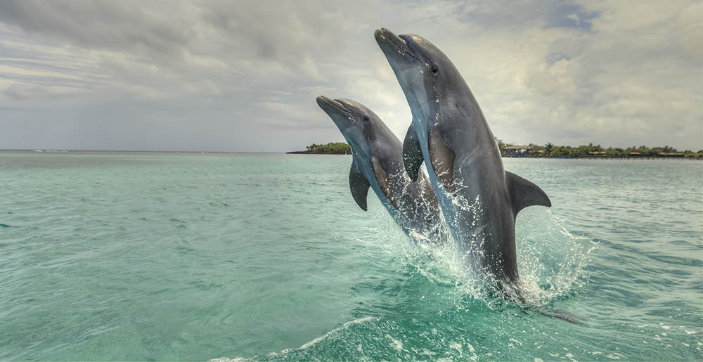 Bottlenose Dolphins in Roatan's Bay Islands