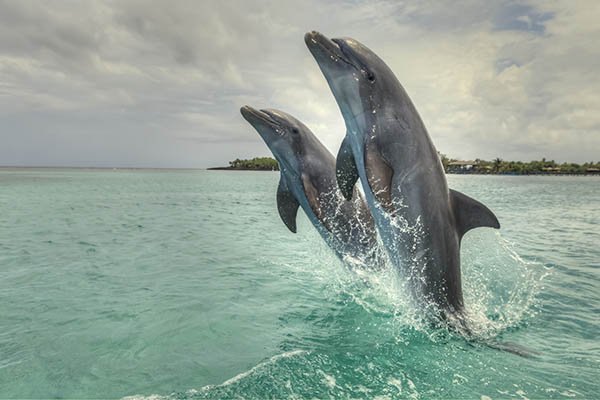 Bottlenose Dolphins in Roatan's Bay Islands