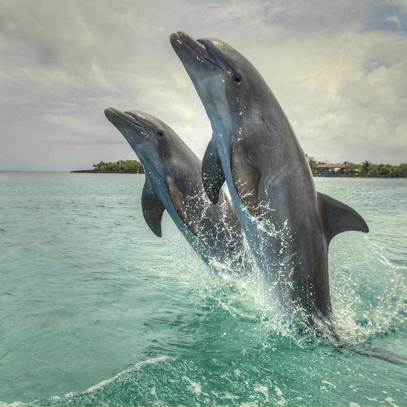 Bottlenose Dolphins in Roatan's Bay Islands