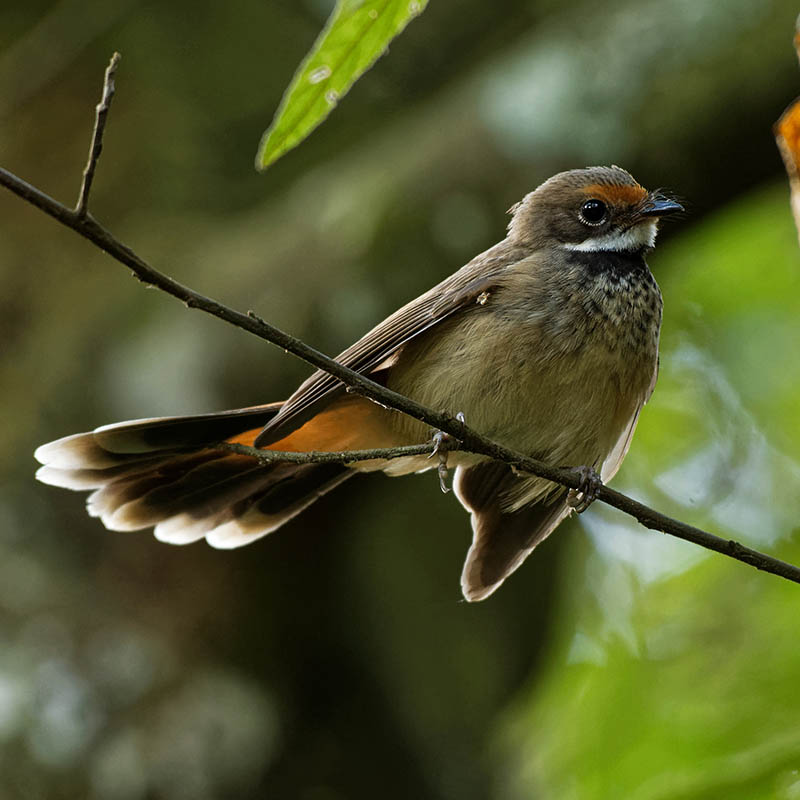 Rufous Fantail in Micronesia