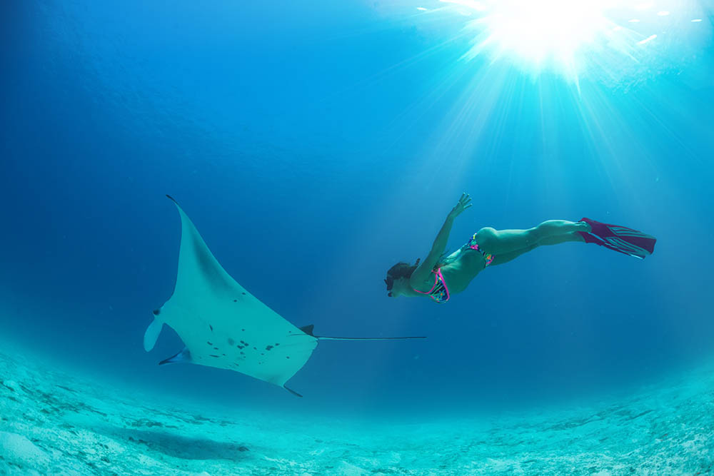 Freediver with manta ray in Palau, Micronesia