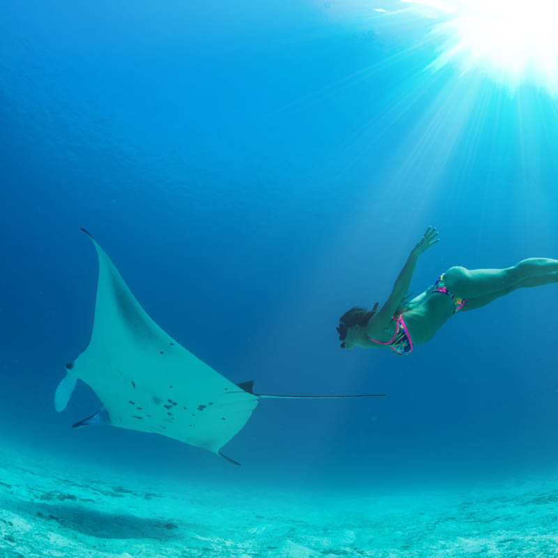 Freediver with manta ray in Palau, Micronesia