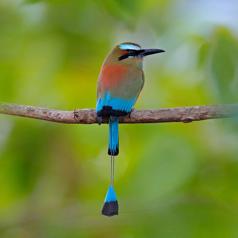 Turquoise-browed Motmot-national bird of Nicaragua