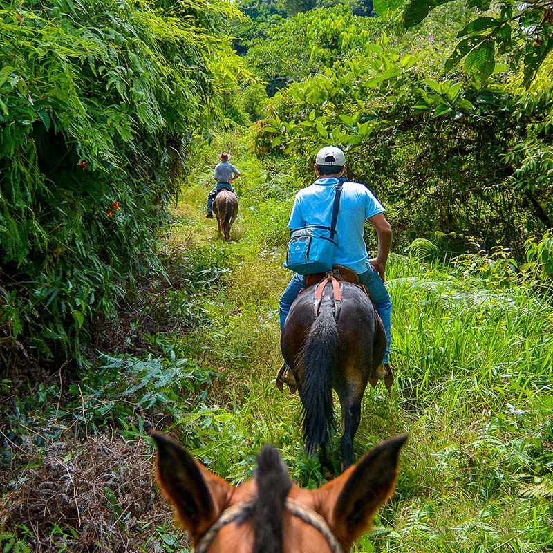 Horse riding in a tropical setting