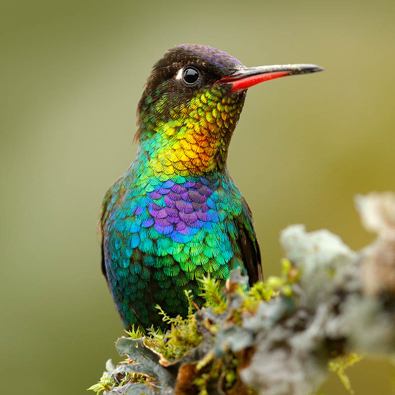 Fiery-throated Hummingbird