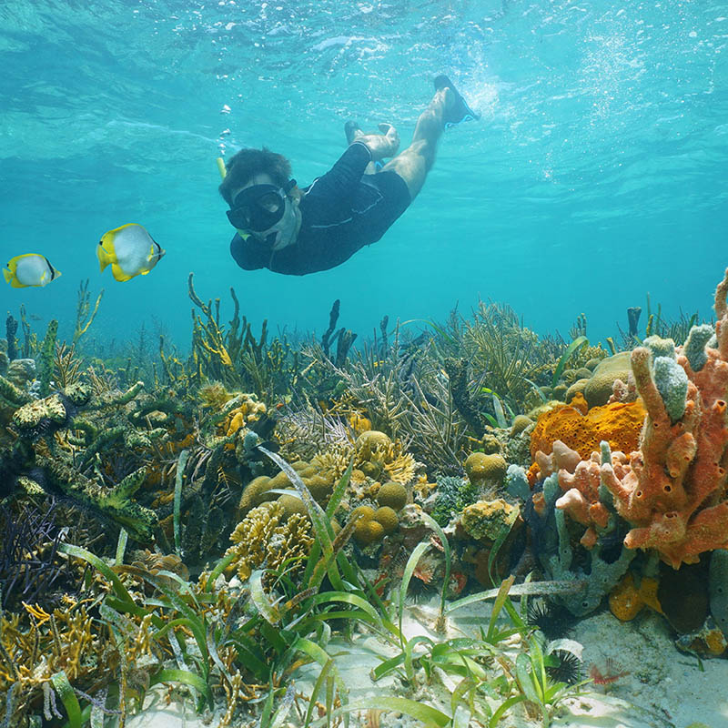 Man snorkelling underwater looks reef fish over a lush seabed with colourful marine life composed by corals and sponges in the Caribbean Sea