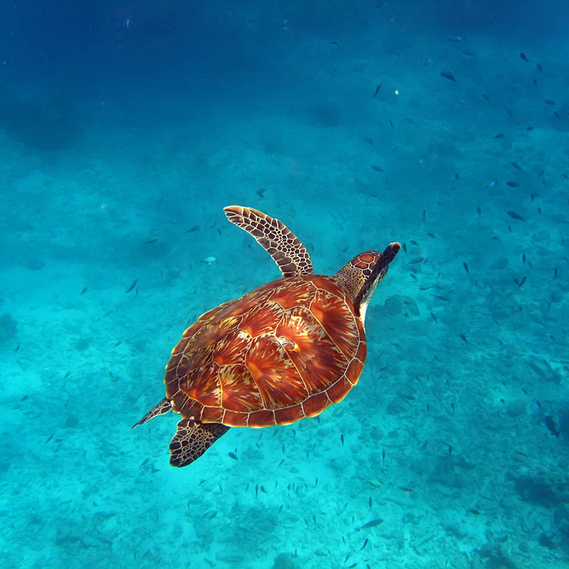 Sea turtle in San Blas Islands, Panama