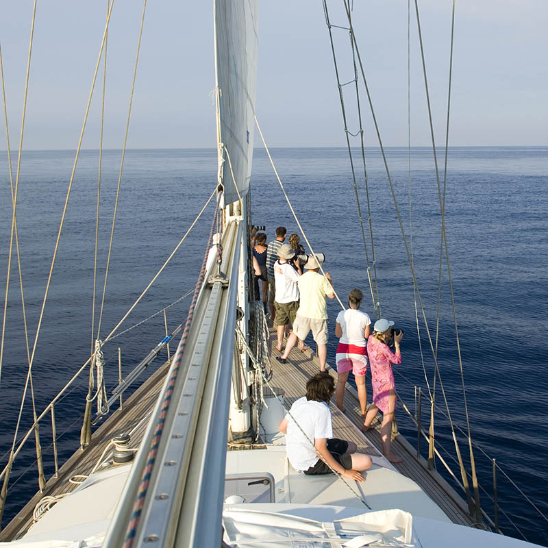 Tourists watching a whale from a boat