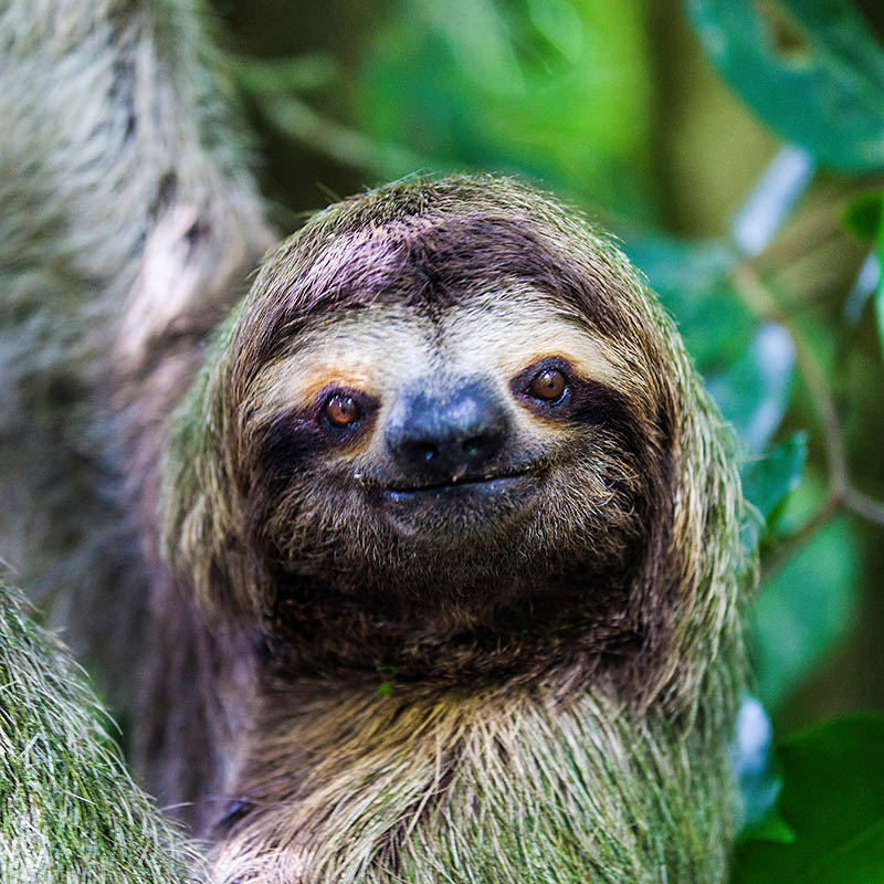 A Sloth hanging from a tree