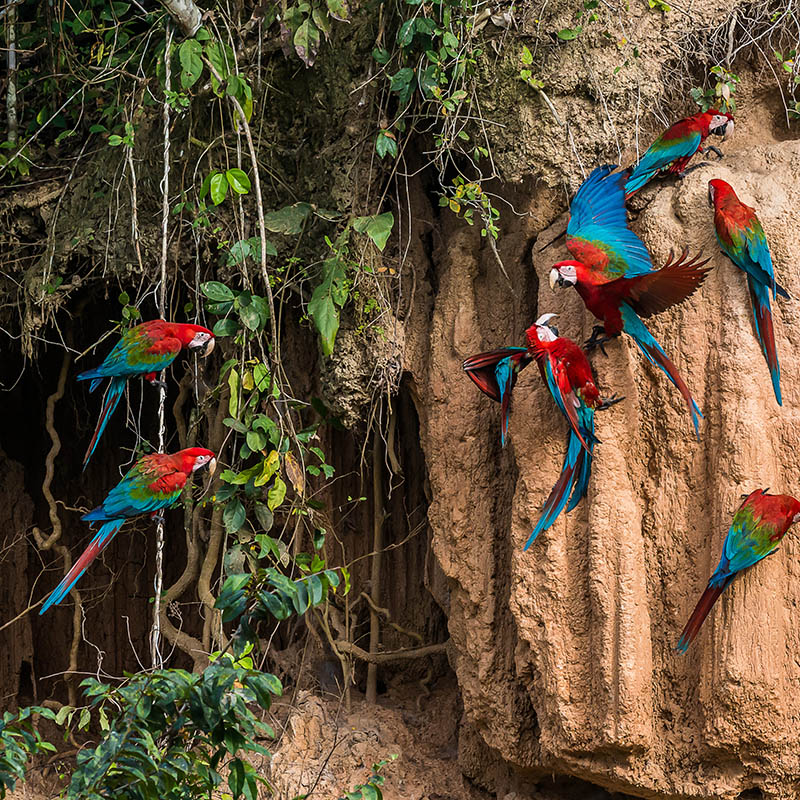 Scarlett Macaws in clay lick in the Peruvian Amazon jungle at Madre de Dios