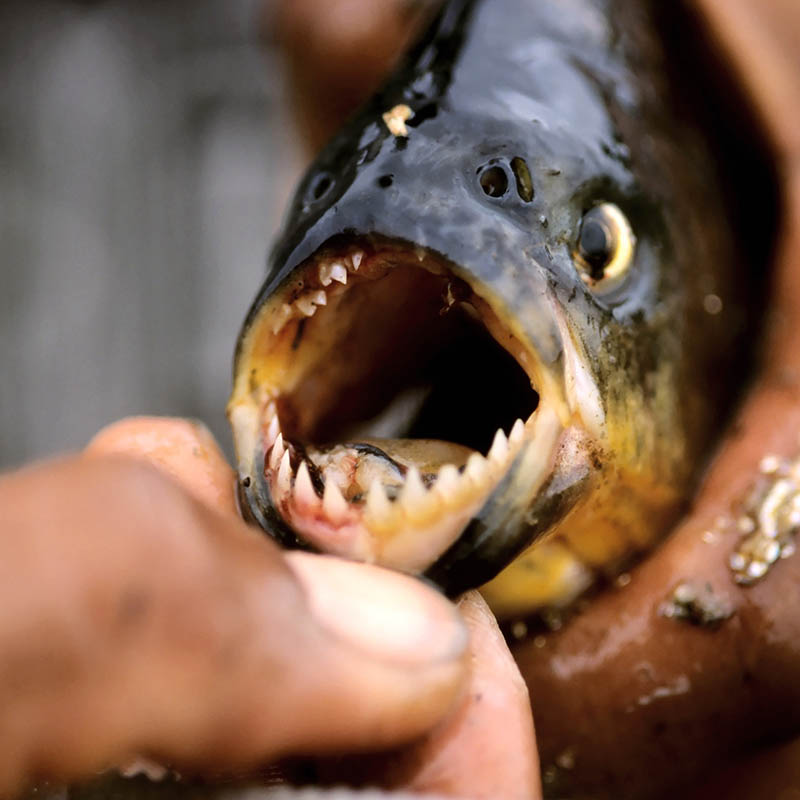 Piranha