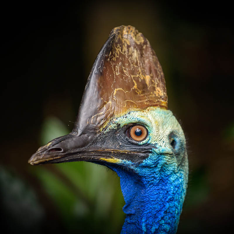 Southern Cassowary in Papua New Guinea