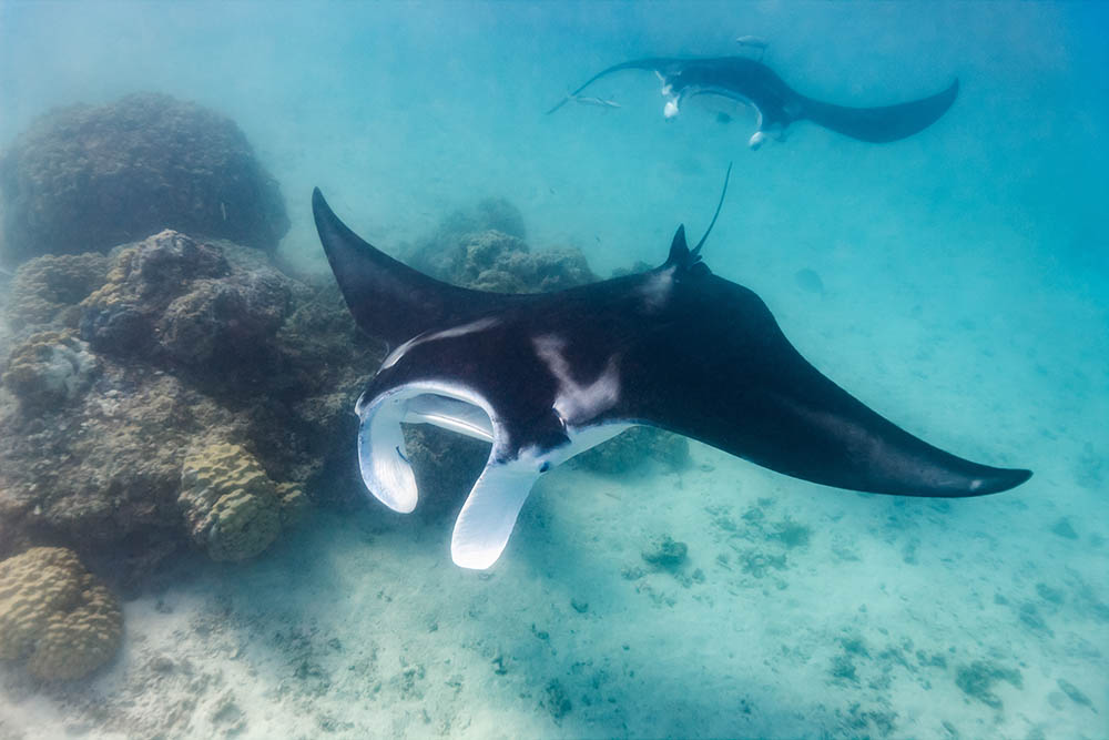 Manta Rays