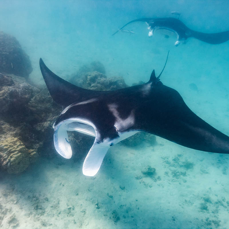 Manta Rays