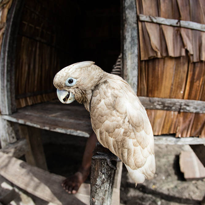 A Solomons cockatoo sits on a perch in a remote village in the Solomon Islands