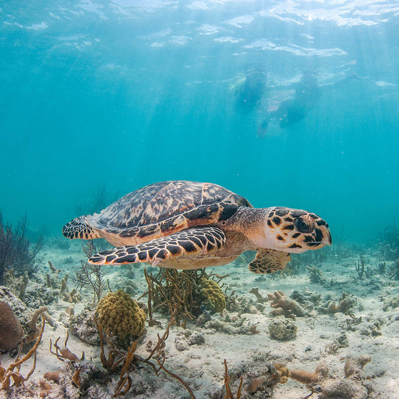 turtle swimming underwater