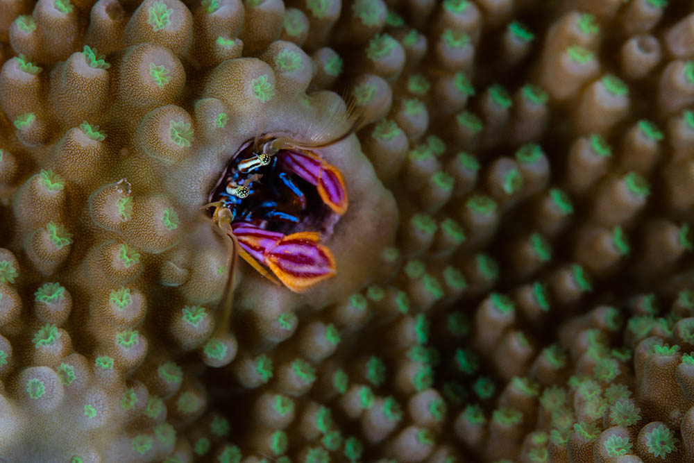 Hermit Crab in the Solomon Islands