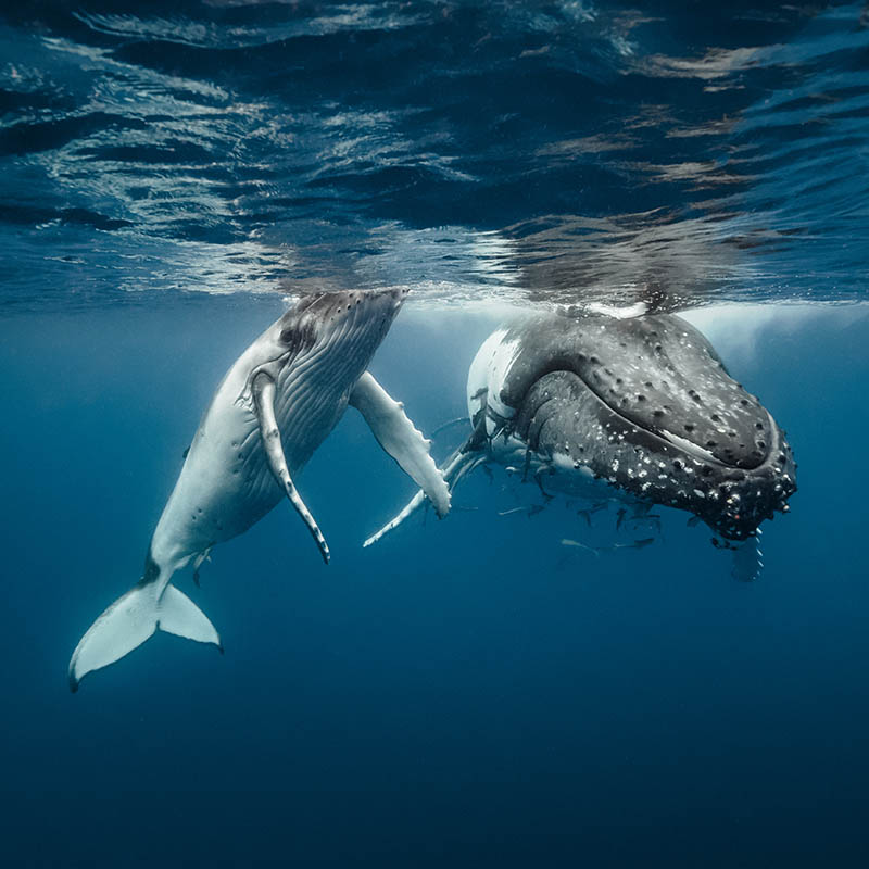 A humpback whale mum and calf sitting next to each other in crystal clear water, Tonga