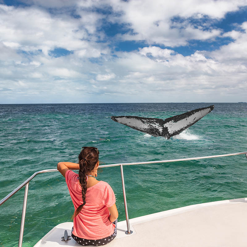 Whale watching boat tour tourists people on ship looking at humpback tail breaching ocean in tropical destination