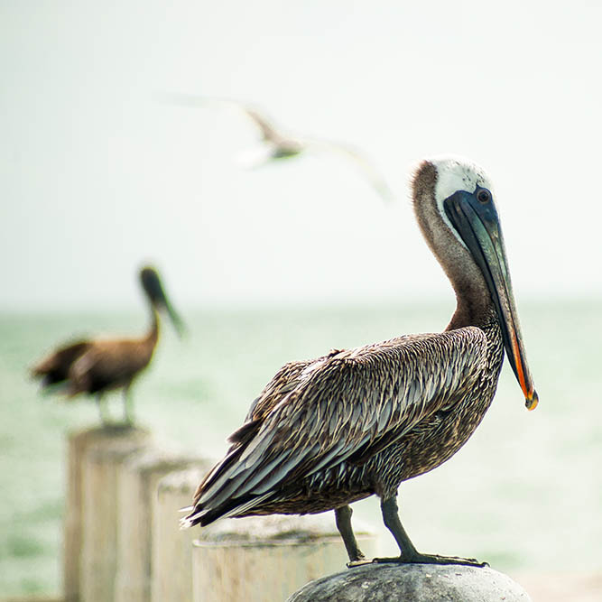 Pelican on pier post by sea