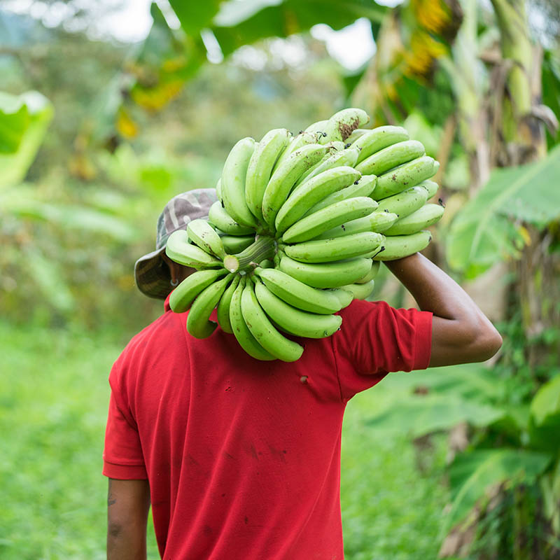 Man carrying green bananas on a banana plantation