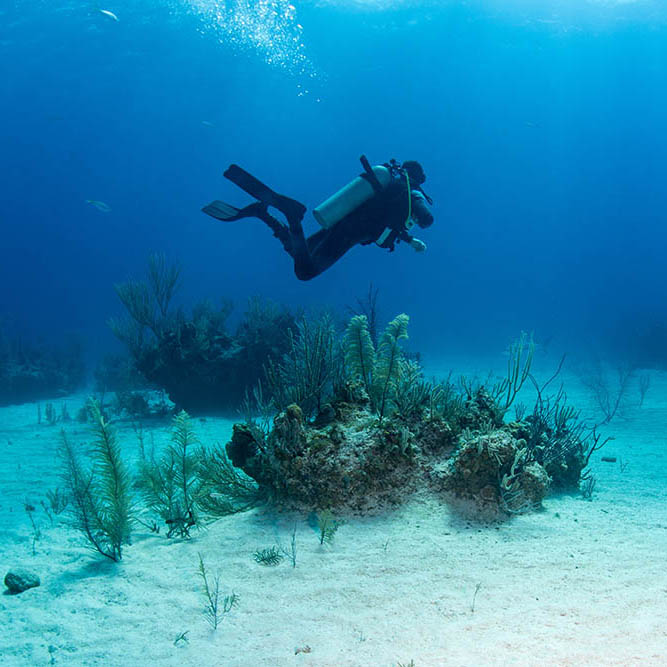 Diving in the Caribbean