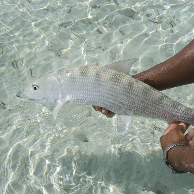 Flyfishing for bonefish, Turks & Caicos Islands